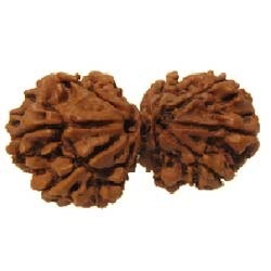Manufacturers Exporters and Wholesale Suppliers of Gauri Shankar Rudraksha Faridabad Haryana Gauri Shankar Rudraksha
